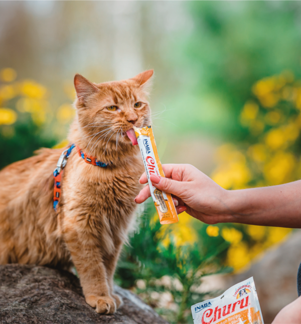 CHURU® – Os snacks que facilitam a sua consulta veterinária!