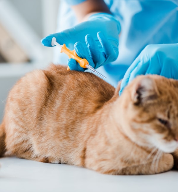 SPOTCHIP® - Identificação eletrónica para animais