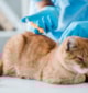 SPOTCHIP® - Identificação eletrónica para animais